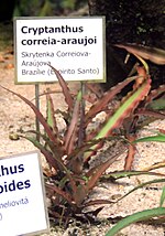 Thumbnail for Cryptanthus correia-araujoi