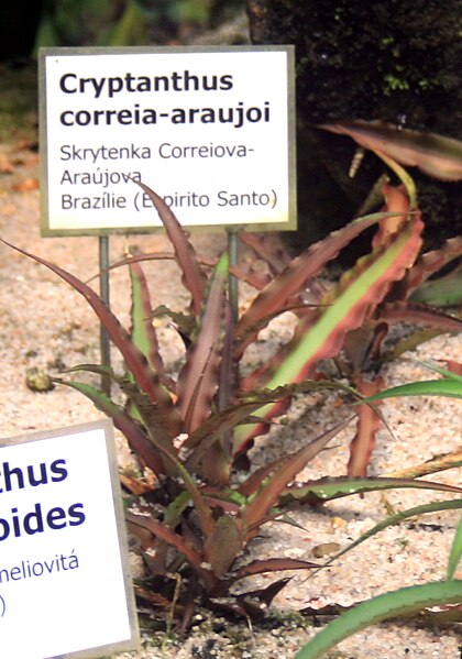 File:Cryptanthus correia-araujoi Liberec 1.jpg