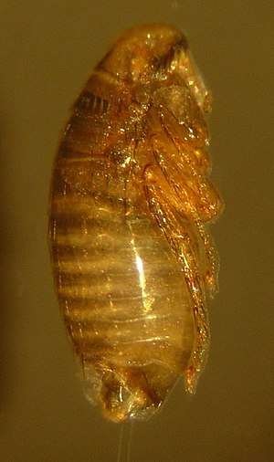 Cat Flea