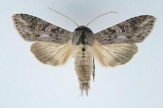 <i>Cucullia artemisiae</i> Species of moth