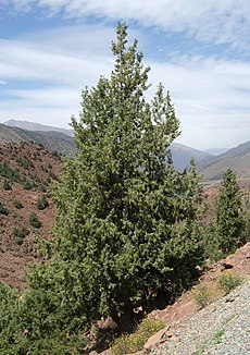 Cupressus atlantica0.jpg