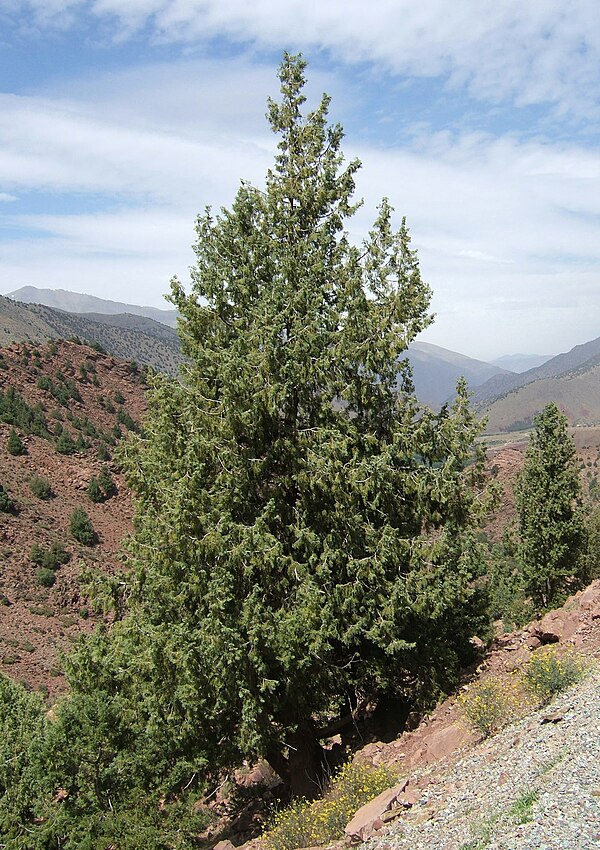 Image: Cupressus atlantica 0