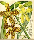 Curtis botaniske magasin (Tab. 5157) (9441800033) .jpg