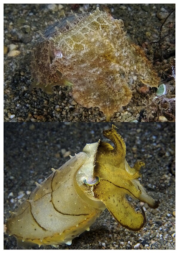 This broadclub cuttlefish (Sepia latimanus) can change from camouflage tans and browns (top) to yellow with dark highlights (bottom) in less than a se