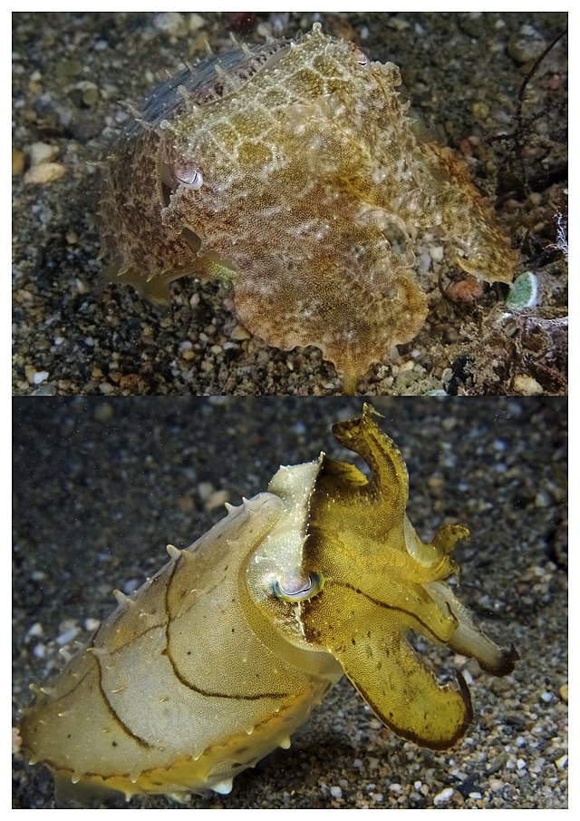 Two photos of cuttlefish with dramatically different coloration