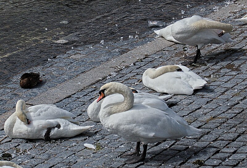 File:Cygnus olor of Zürich.jpg