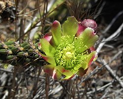 Cylindropuntia californica flower 3.jpg