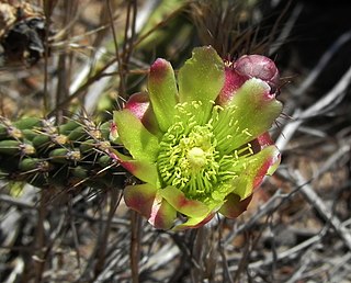 <i>Cylindropuntia californica</i> Species of cactus