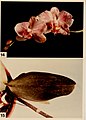 Cytological methods for the detection, identification, and characterization of orchid viruses and their inclusion bodies (1985) (20801502796).jpg