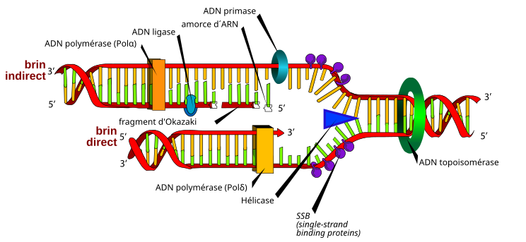 File:DNA replication fr.svg