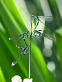 Damselflies