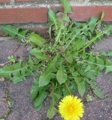 A rosette of leaves at the base of a dandelion Dandilion plant.jpg