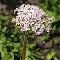 Darmera peltata-IMG 7268.JPG