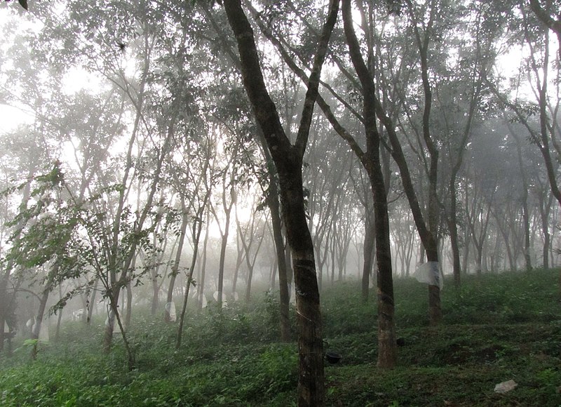 File:December Mist in the Rubber Plantation.jpg