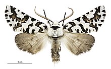 Declana atronivea male.jpg