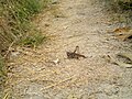 Saltamontes de frente blanca en la estepa Tarkhankutskaya