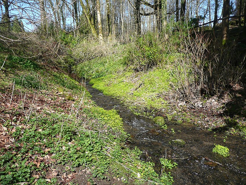 File:Dell, Arlington - geograph.org.uk - 1825105.jpg