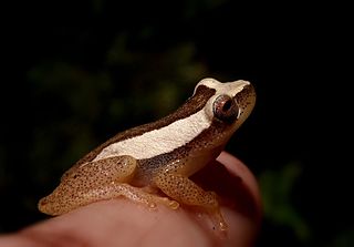 <i>Dendropsophus haddadi</i> Species of frog