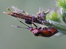 Deraeocoris ruber (Miridae) (8745976062).jpg