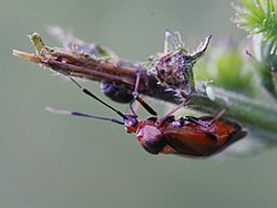 Deraeocoris ruber (Miridae) (8745976062) .jpg