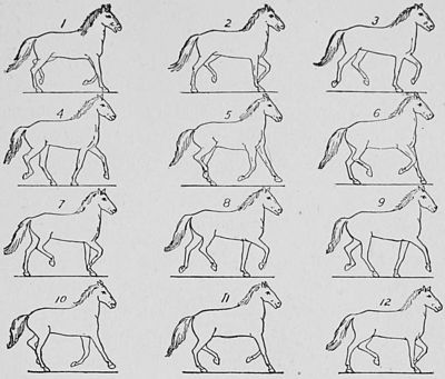 SOME CONSECUTIVE PHASES OF THE AMBLE.