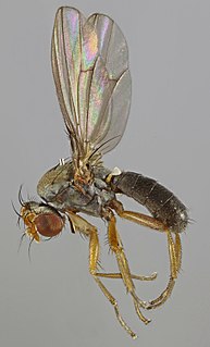 <i>Diastata fuscula</i> Species of fly