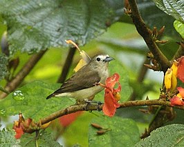 Nilgirihoningvogel