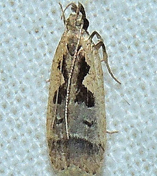 <i>Dichomeris bilobella</i> Species of insect