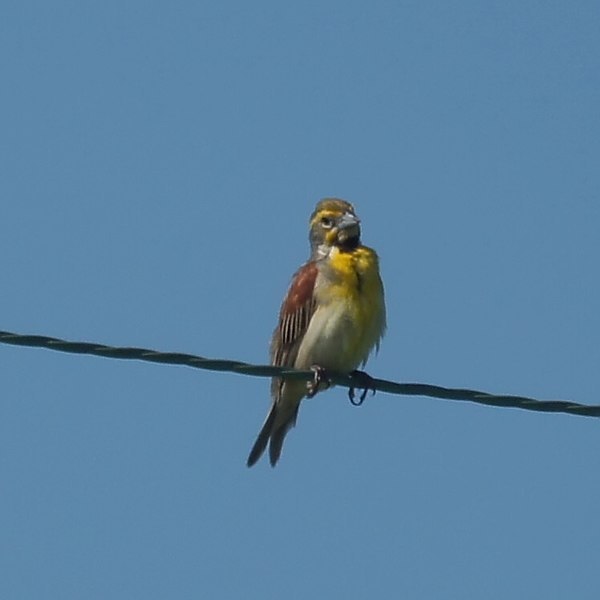 File:Dickcissel Negri Nepote (5923065348).jpg