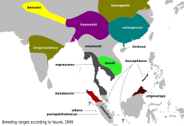 Мапа поширення підвидів дронго сірого