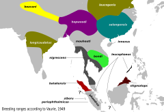 איזורי התפוצה של כמה תתי-מינים כפי שתוארו ע"י ואורי, אם כי כמה מהם לא התקבלו