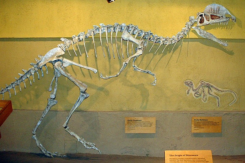 File:Dilophosaurus skeleton RTMoP.JPG