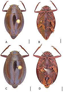 <i>Dineutus ciliatus</i> Species of beetle