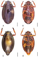 Miniatura para Dineutus hornii