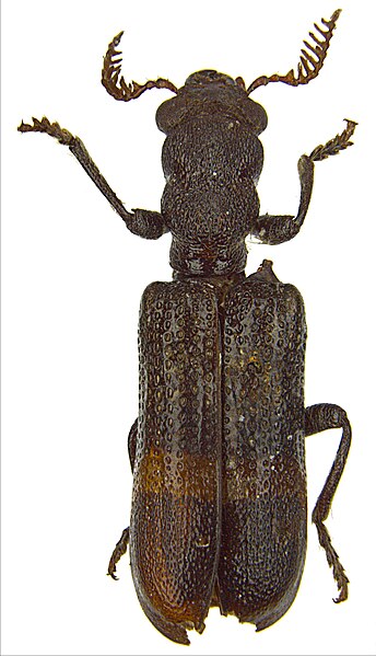 File:Diplocladus pulcher.jpg