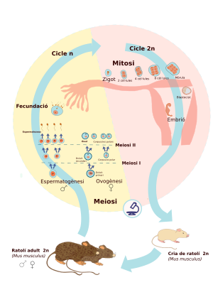 Cicle Biològic