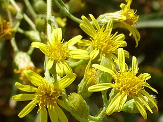 Inuleae Tribe of flowering plants