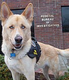 Dolce, the FBI’s therapy dog, stationed in the FBI's Memphis division. Gerberian Shepsky (German Shepherd / Siberian Husky mix)