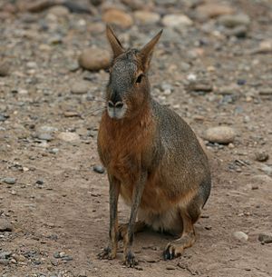 Dolichotis patagonum -Temaiken Zoo-8b-1c.jpg