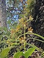 Prosthechea boothiana