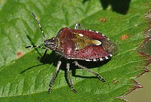 Le Pentatome des baies (Dolycoris baccarum) est une punaise d'Europe « à bouclier ».