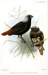 Hunsteins mannikin Species of bird