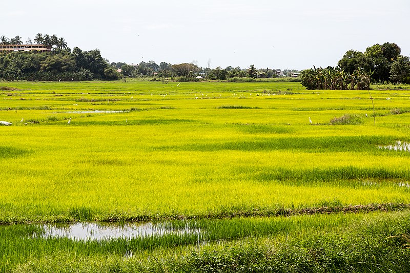 File:Donggongon Sabah Rice-paddy-02.jpg
