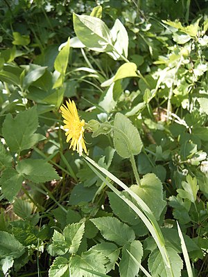 Doronicum pardalianches R0021715.JPG