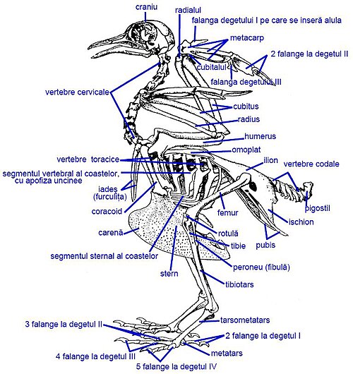 Pasăre: Origine și evoluție, Anatomie și fiziologie, Comportament