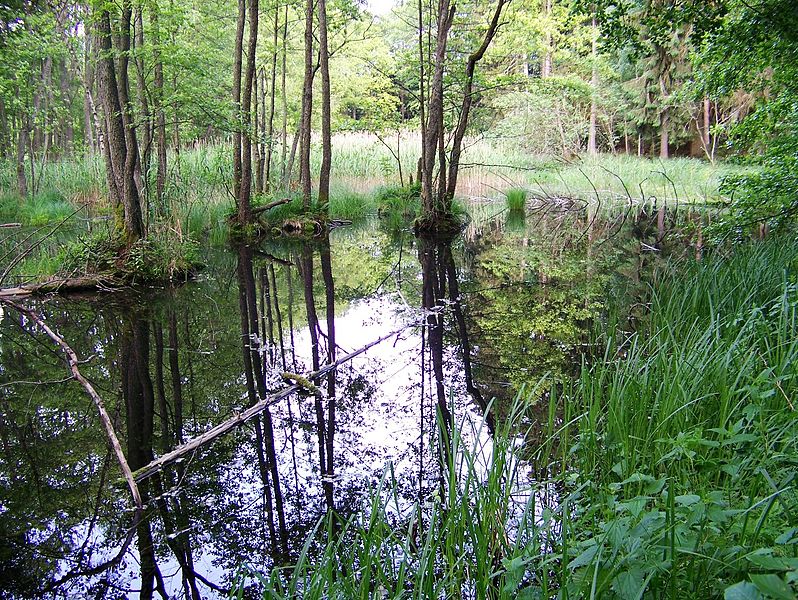 File:Drawienski Park Narodowy - moczary jezioro Gluche.jpg