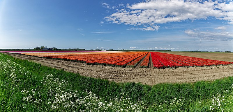 File:Dronten - Elburgerweg N309 - Panorama View on Tulip fields 3.jpg