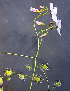 <i>Drosera macrantha</i> Species of carnivorous plant