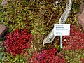 Droseraceae Drosera slackii 1.jpg