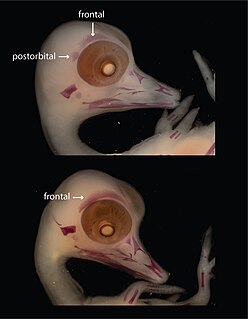 Postorbital bone